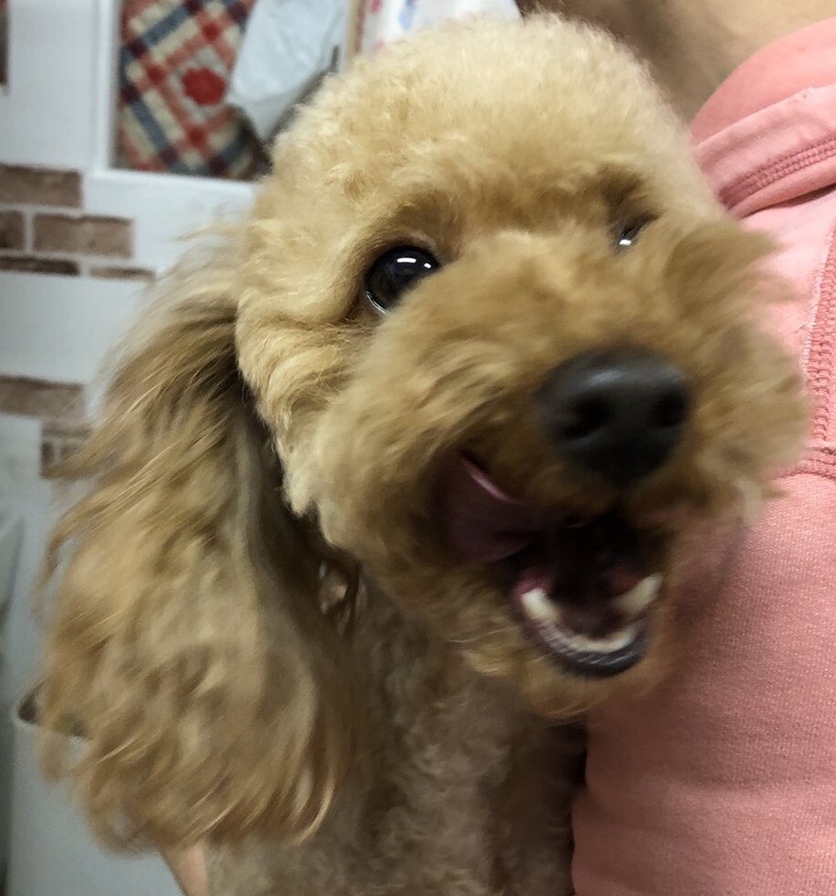 【運命の赤い糸見～つけた💓雑種犬のやわら💕、Mダックスのライム💕、トイプードルのプァ💕】2020,1,13